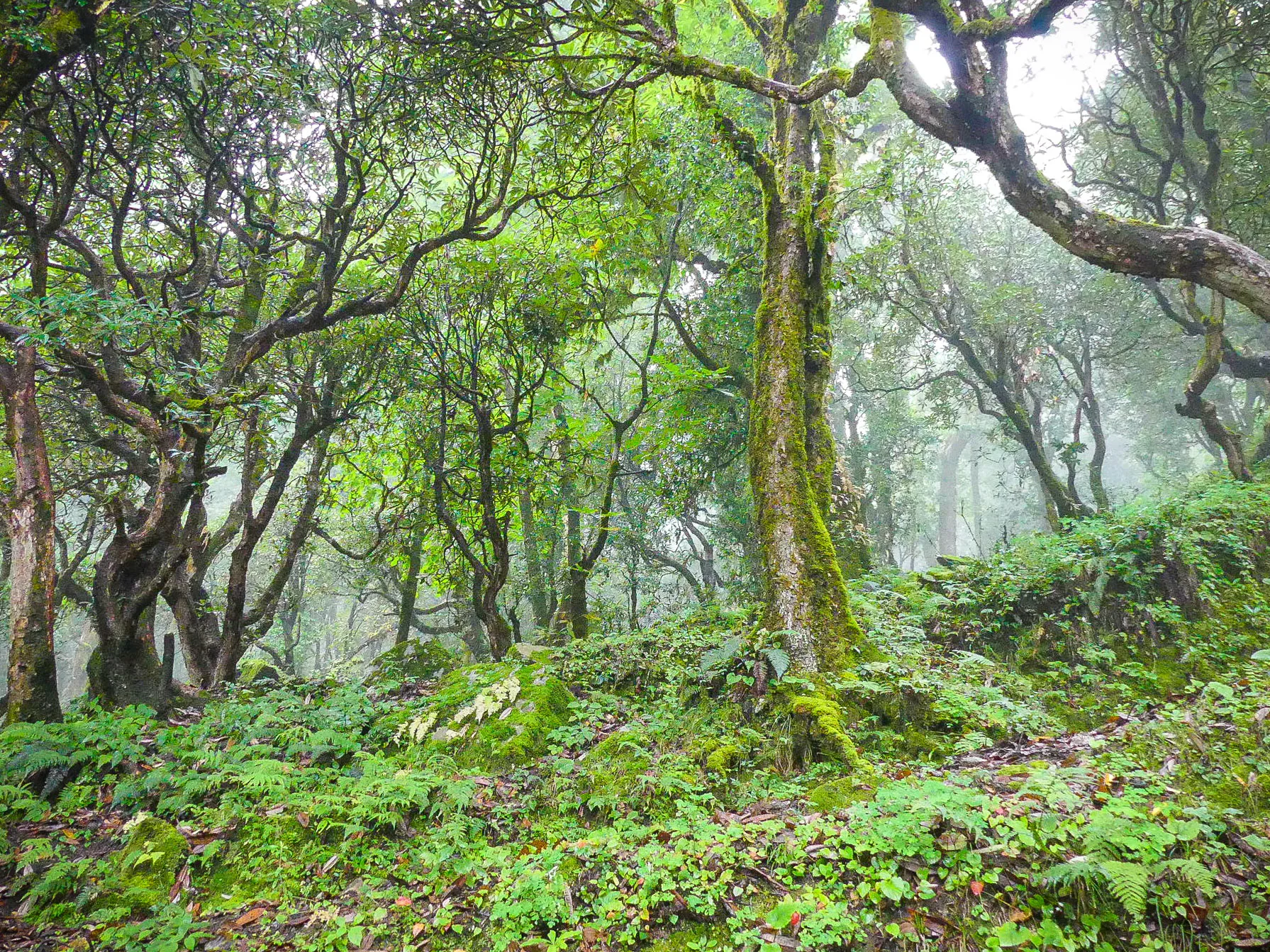 Dayara Bugyal Trek