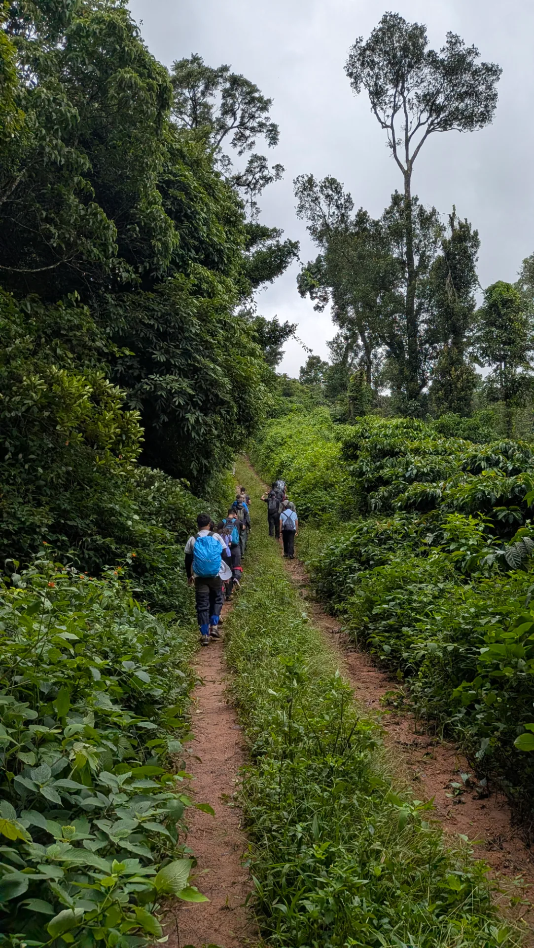 All About Coorg Nelji Trek