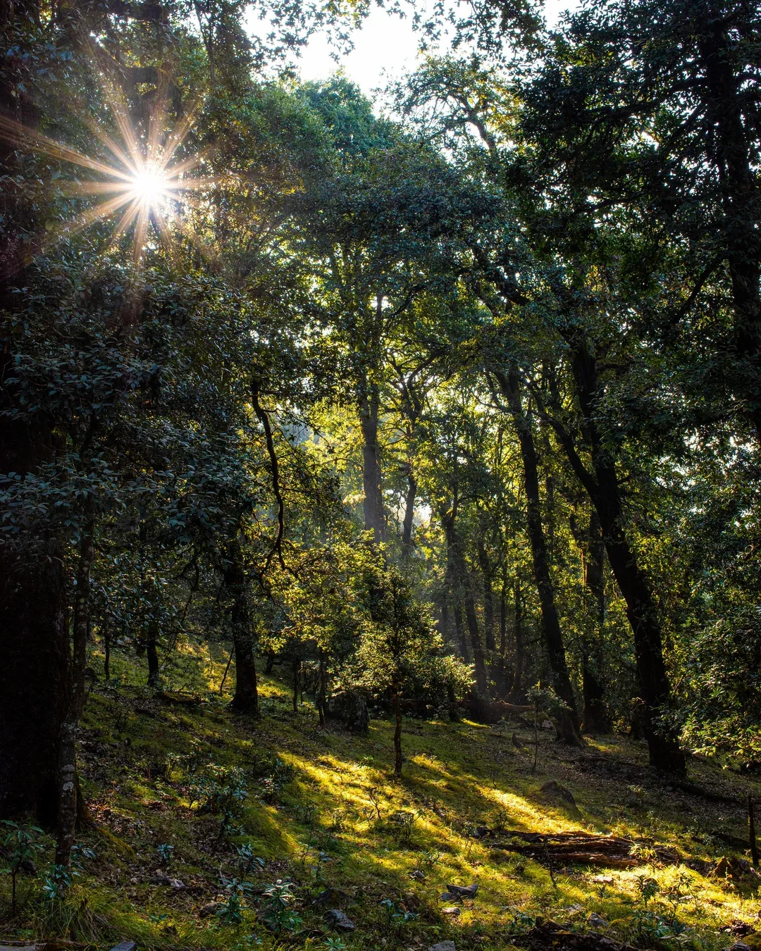 Nag Tibba Trek
