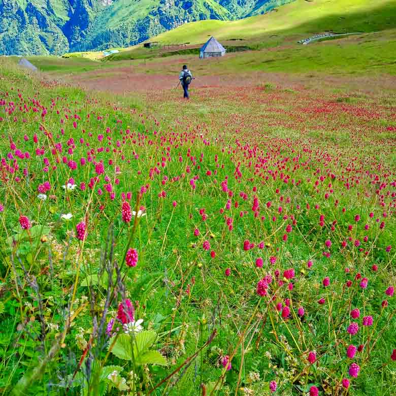 Ali Bedni Bugyal Trek